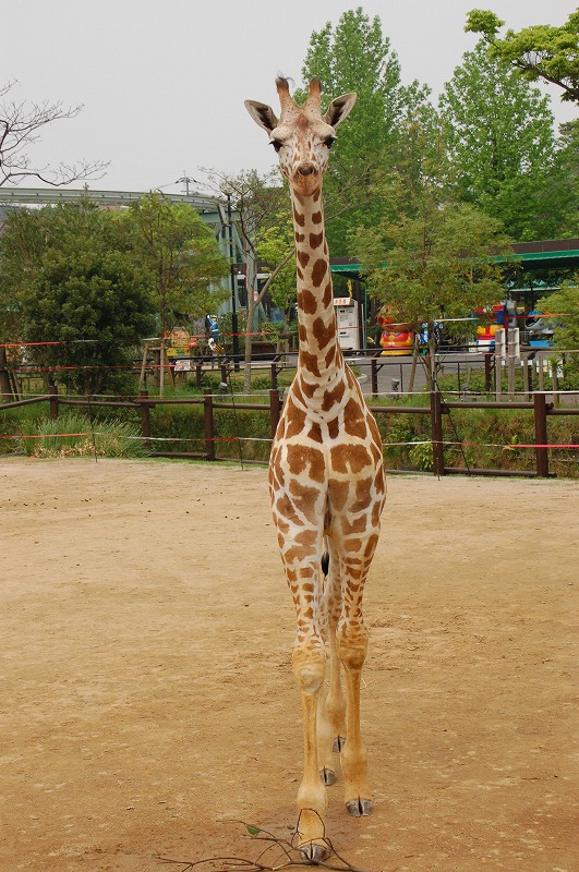 ９月２３日は何の日 動物たちのおはなし 公園だより 到津の森公園