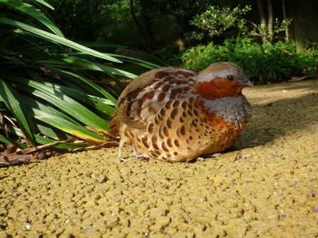 こもれびの径のコジュケイ｜動物たちのおはなし｜公園だより｜到津の森公園