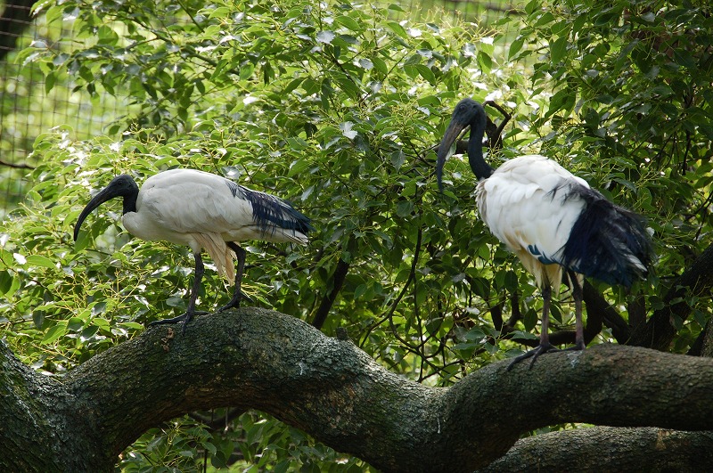 クロトキ｜到津の動物たち｜到津の森公園