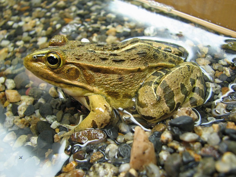 トノサマガエル｜到津の動物たち｜到津の森公園