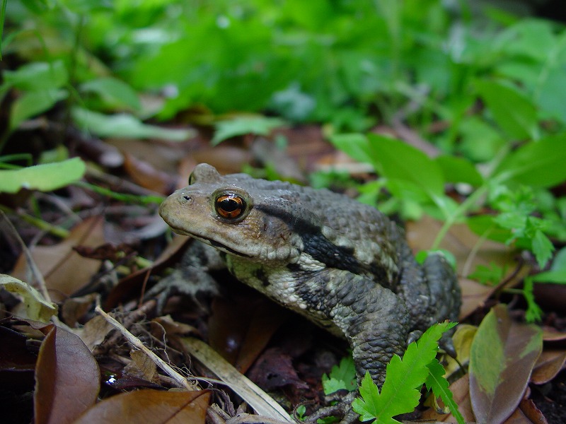 ニホンヒキガエル｜到津の動物たち｜到津の森公園