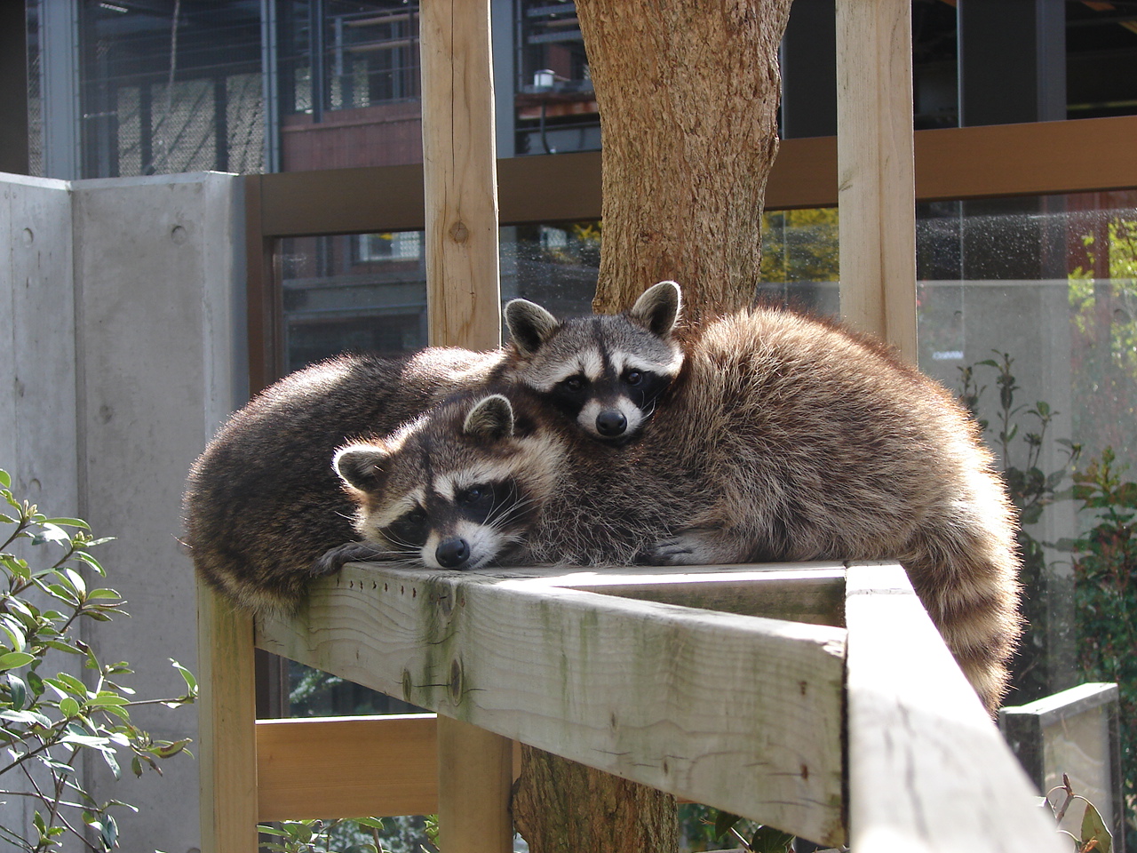 アライグマ｜到津の動物たち｜到津の森公園