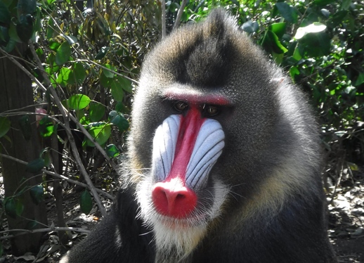 マンドリル｜到津の動物たち｜到津の森公園