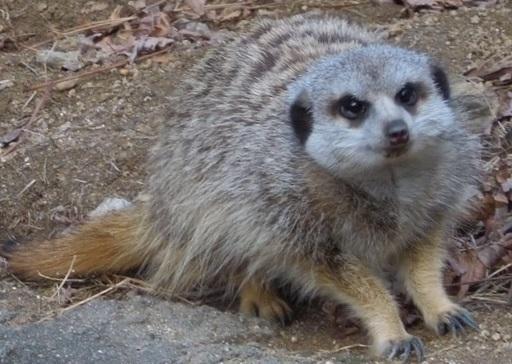 ミーアキャット｜到津の動物たち｜到津の森公園