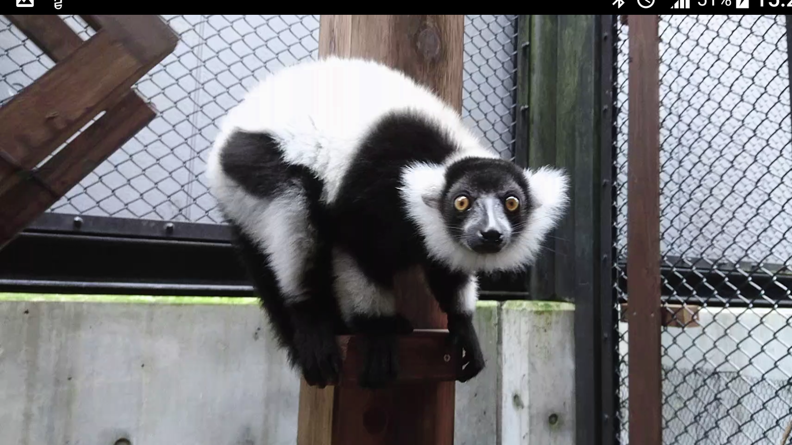 クロシロエリマキキツネザル｜到津の動物たち｜到津の森公園