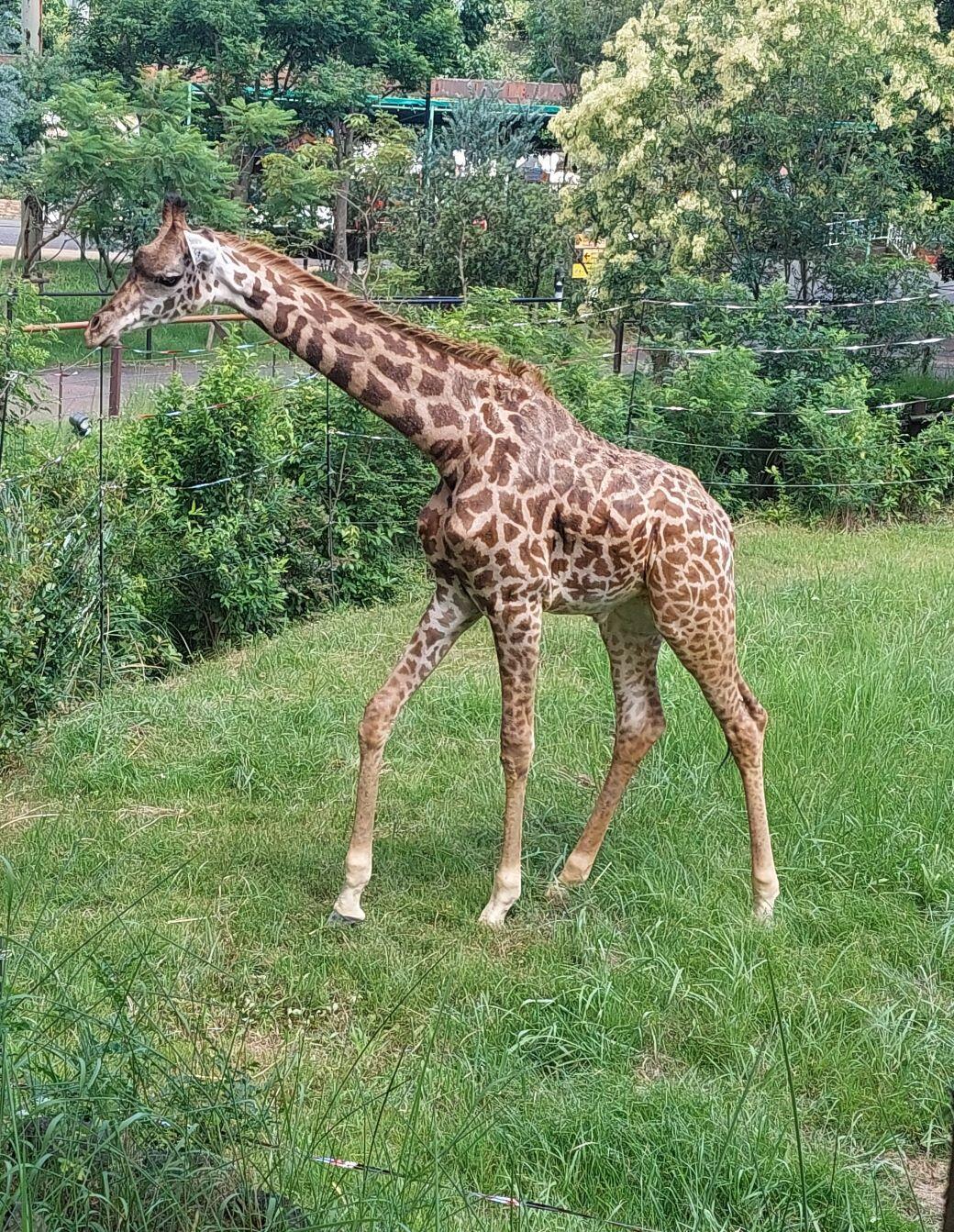 マサイキリン｜到津の動物たち｜到津の森公園