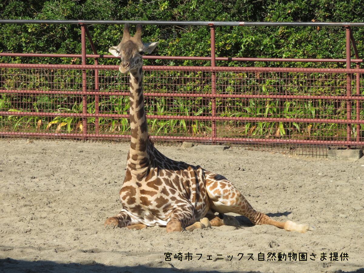 マサイキリンの「ハルマ」が仲間入りします!｜ニュース＆トピックス｜到津の森公園